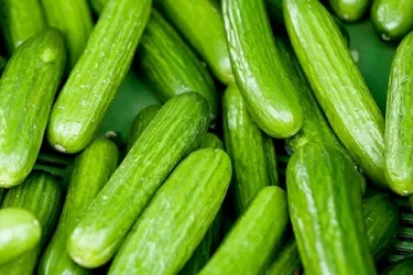 تصویر 1 از قیمت خرید خیار سبز محلی + فروش ویژه